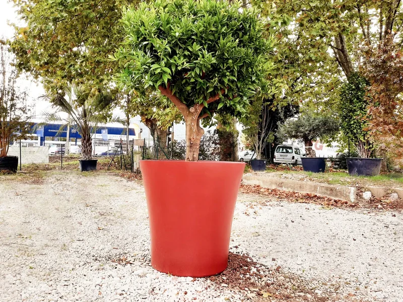 Pot vogue