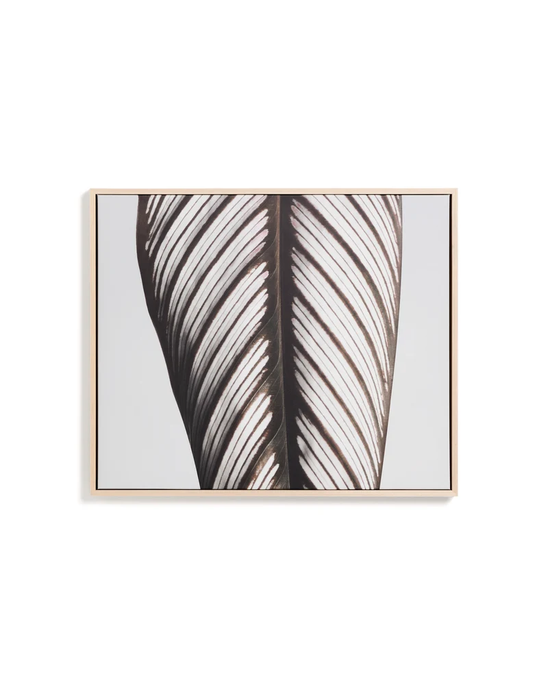 Foliae leaf photograph picture 52.5 x 62.5cm