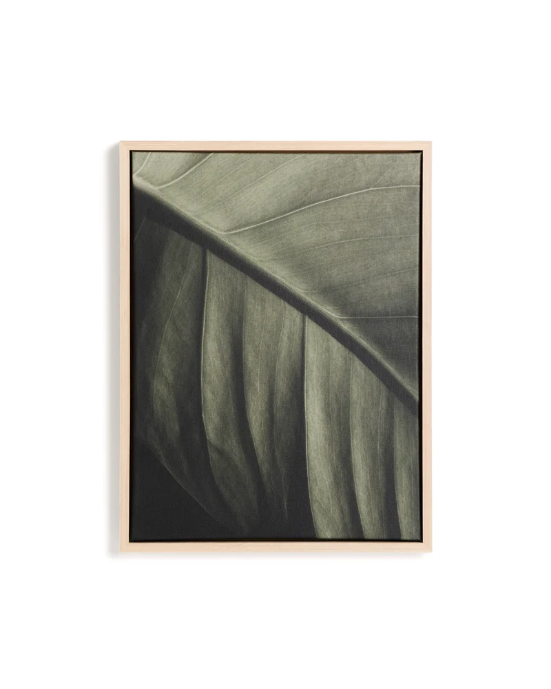 Foliae leaf photograph picture 32.5 x 42.5cm