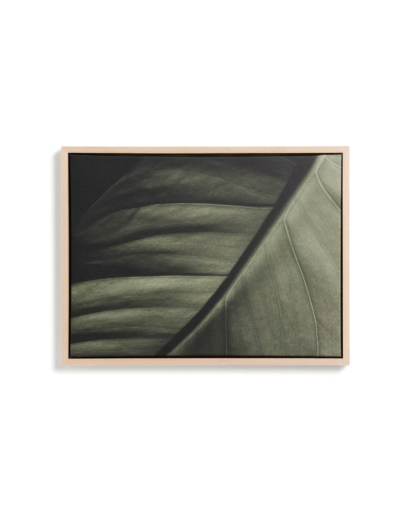 Foliae leaf photograph picture 32.5 x 42.5cm