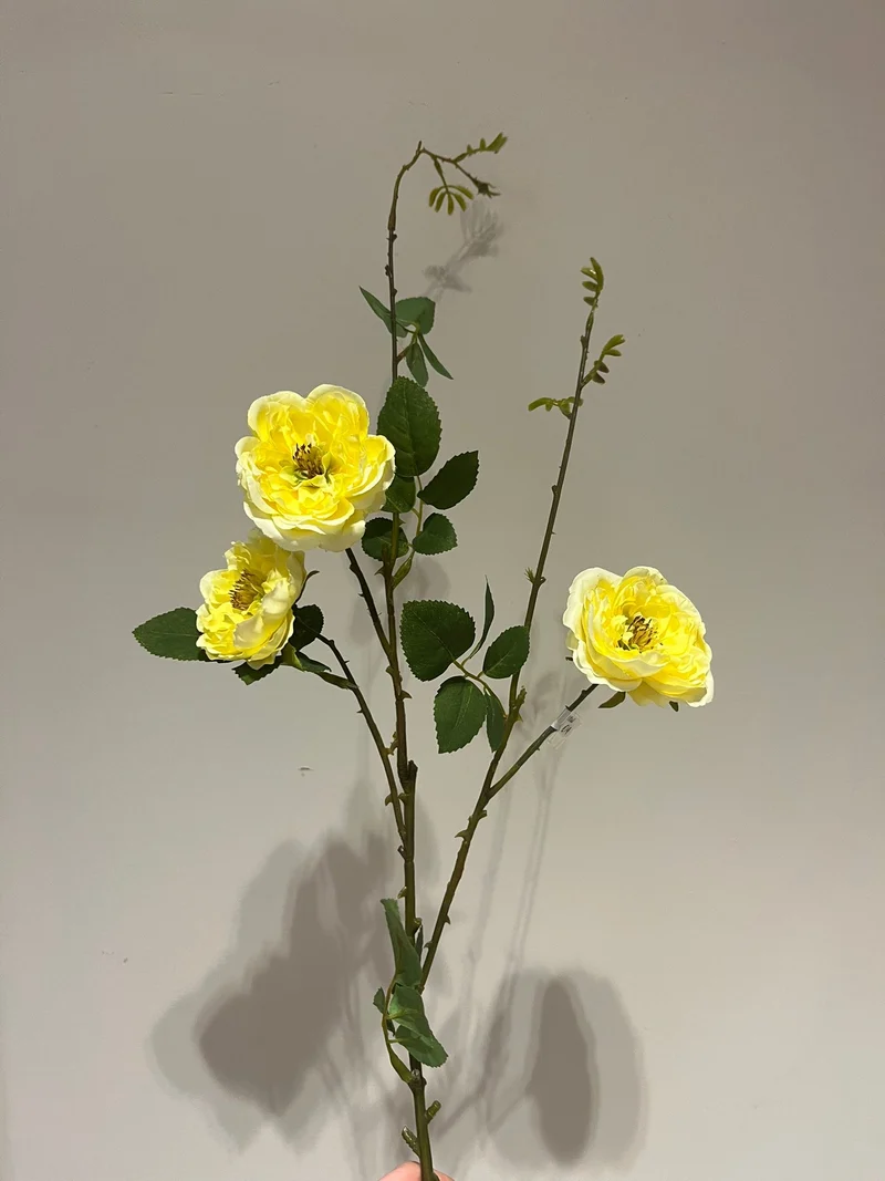 English Rose Stem Yellow