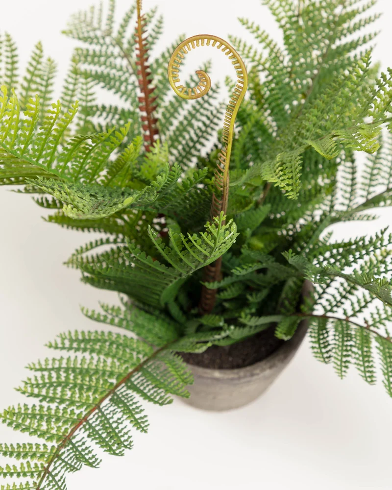 Filicopsida artificial plant