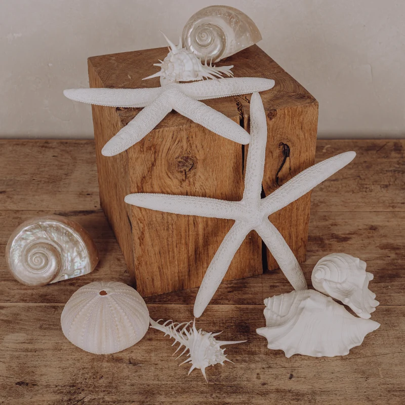 Coquillages
