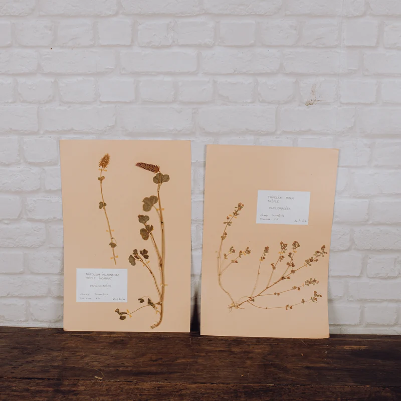 Planche d'herbier