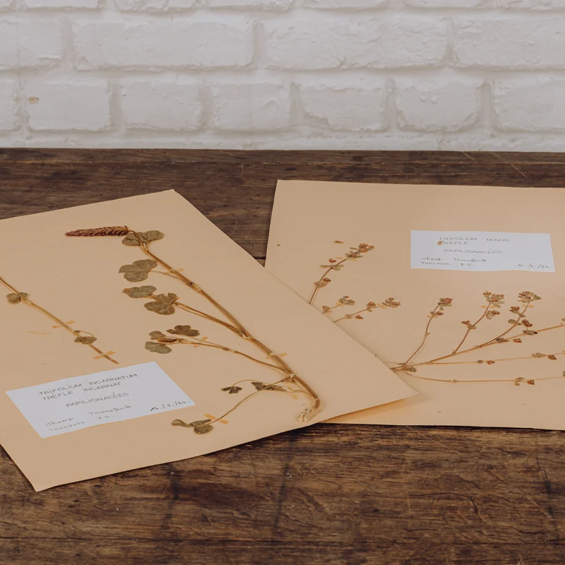 Planche d'herbier