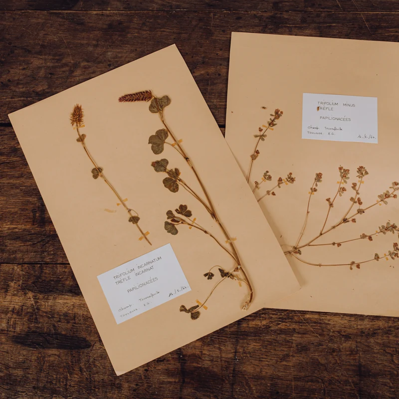 Planche d'herbier
